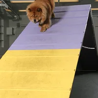Chow Chow