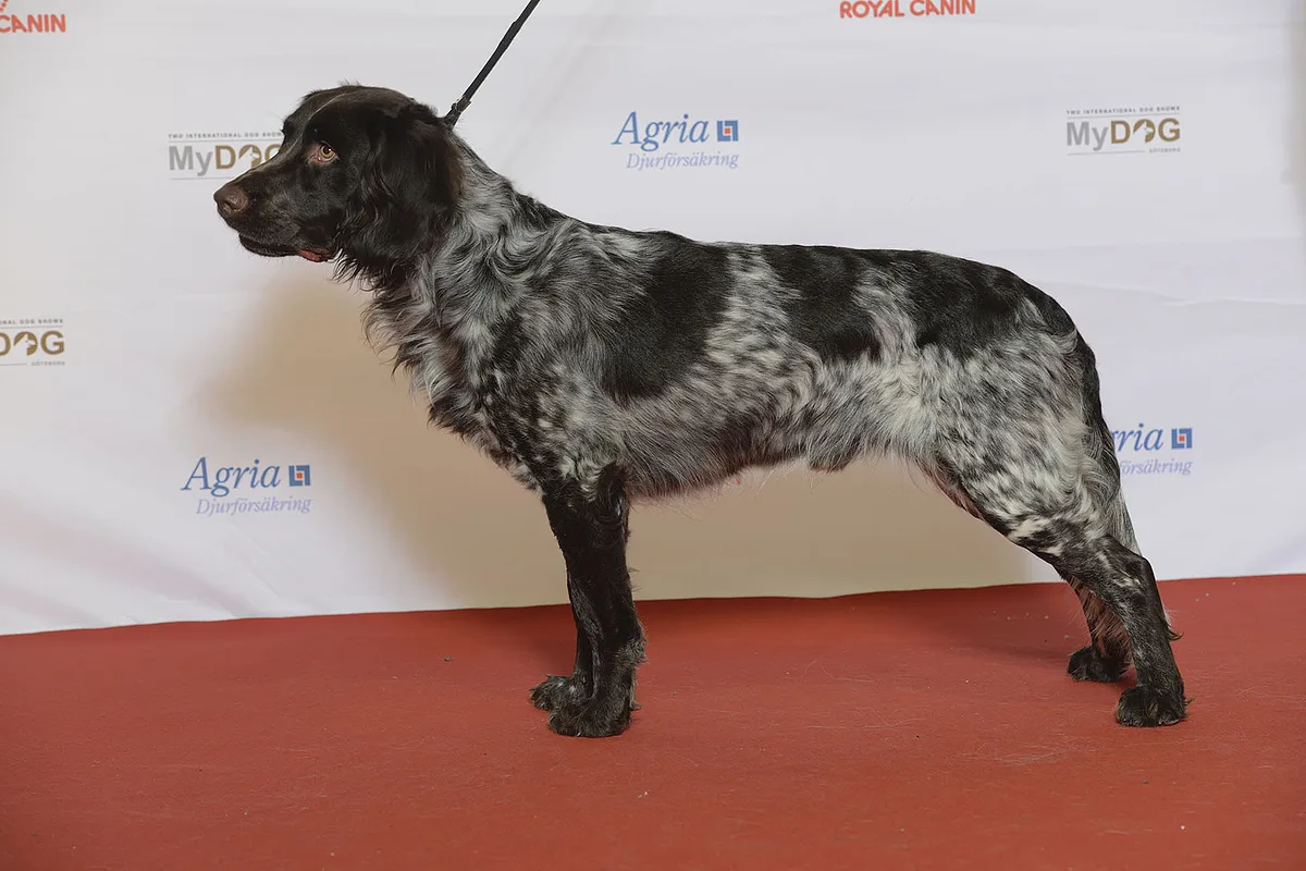 Deutscher Wachtelhund
