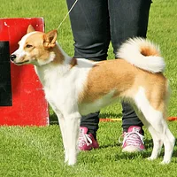 Norrbottenspets, picture 5 of 6