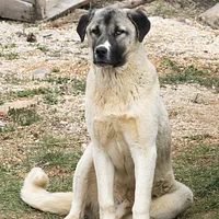 Anatolian Shepherd Dog