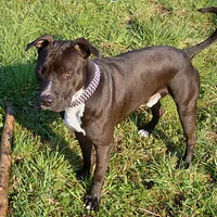American Staffordshire Terrier, picture 3 of 10