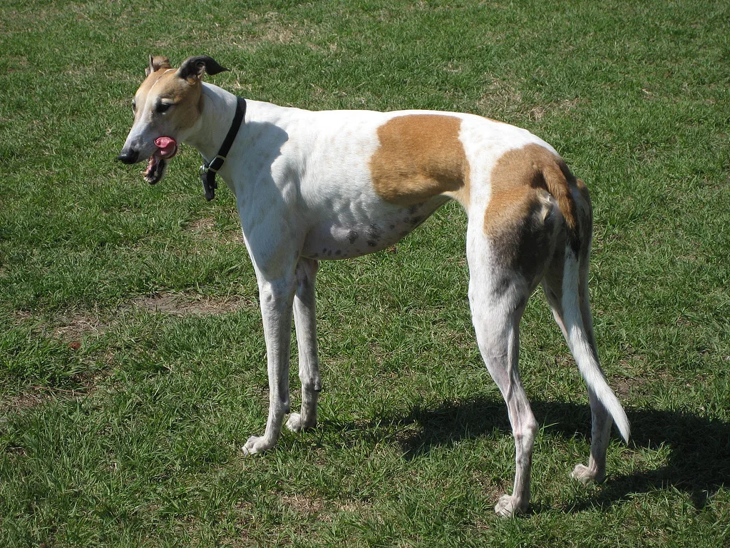 Greyhound dog, photographed by Neurodoc