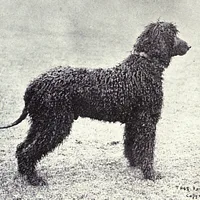 Irish Water Spaniel, picture 5 of 9