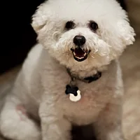 Bichon Frise