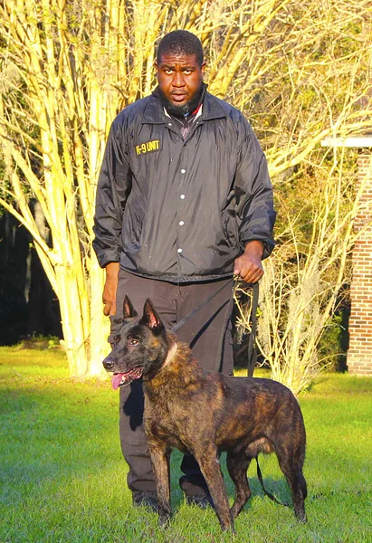 Dutch Shepherd