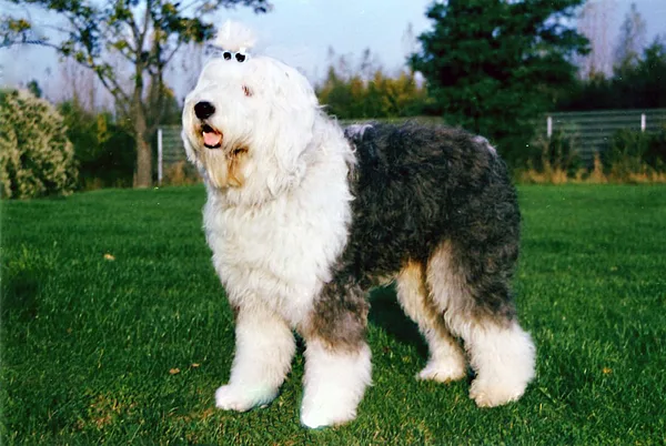 A Old English Sheepdog