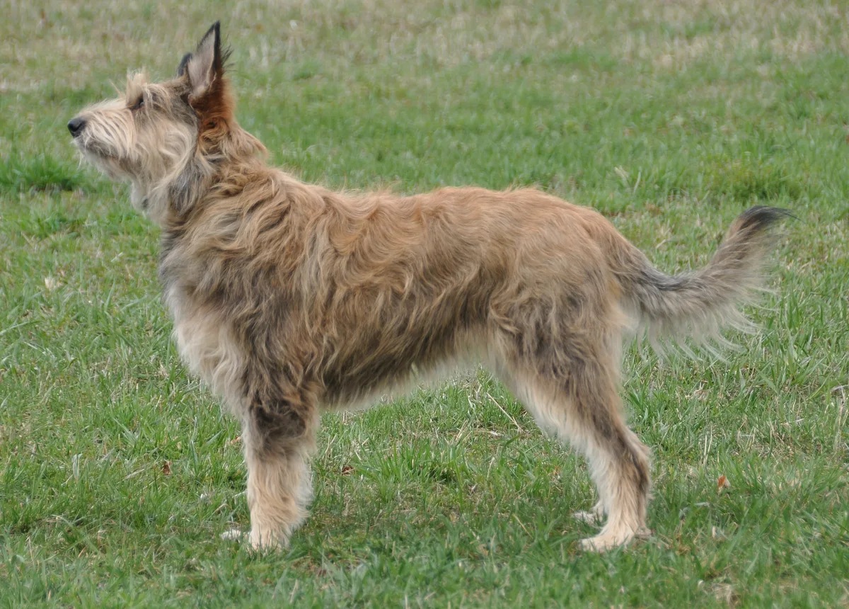 Berger Picard dog, photographed by Cufleadh