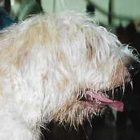Otterhound, picture 6 of 8