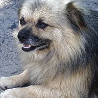 Tibetan Spaniel, picture 2 of 10