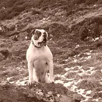 American Bulldog