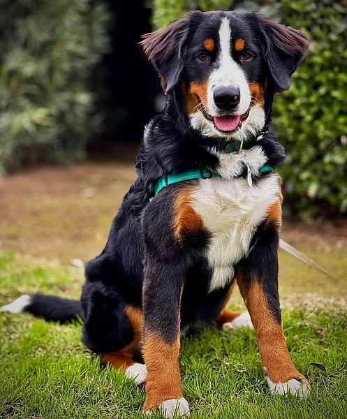 Bernese Mountain Dog