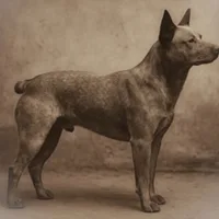 Australian Stumpy Tail Cattle Dog