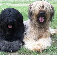Briard, picture 9 of 10
