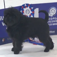 Affenpinscher, picture 9 of 9