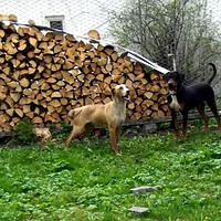 Transylvanian Hound, picture 8 of 8