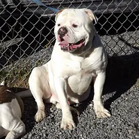 American Bulldog, picture 7 of 8
