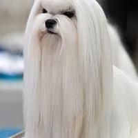 A Maltese dog