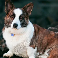 A Cardigan Welsh Corgi dog