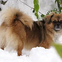 Tibetan Spaniel, picture 3 of 10