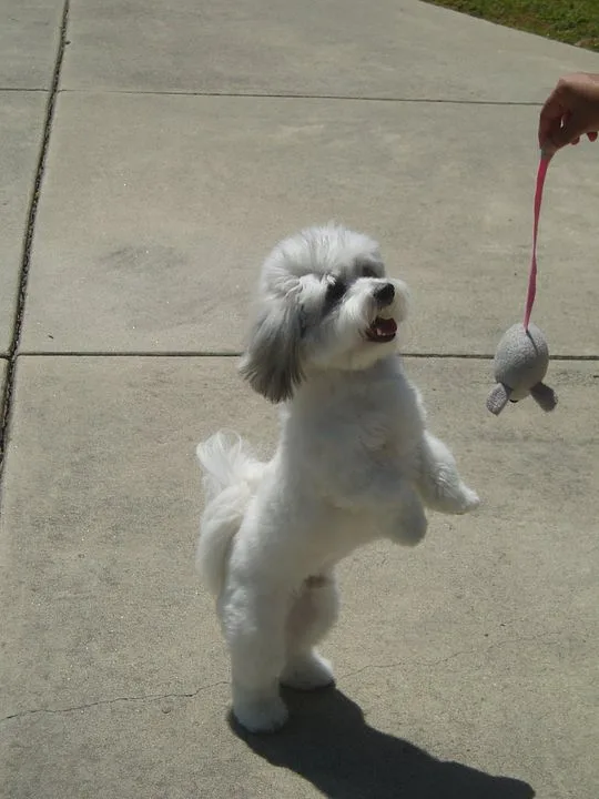 Coton de Tulear