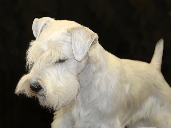 A Sealyham Terrier