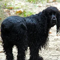 Field Spaniel, picture 6 of 10