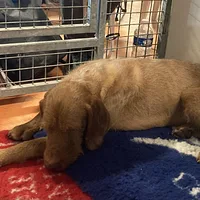 Wirehaired Vizsla, picture 10 of 10