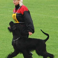 Giant Schnauzer