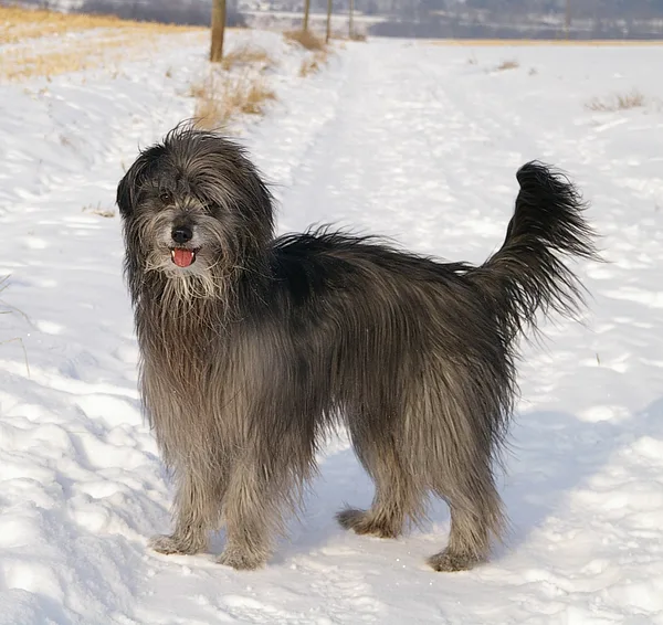 A Pyrenean Shepherd