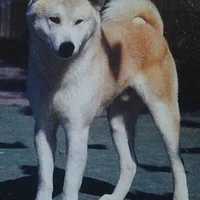 Akita
