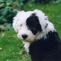 Old English Sheepdog, picture 7 of 9