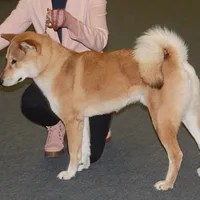 Shikoku, picture 3 of 5