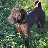 Chinese Shar-Pei