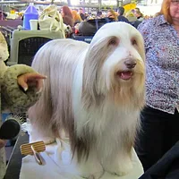 Bearded Collie