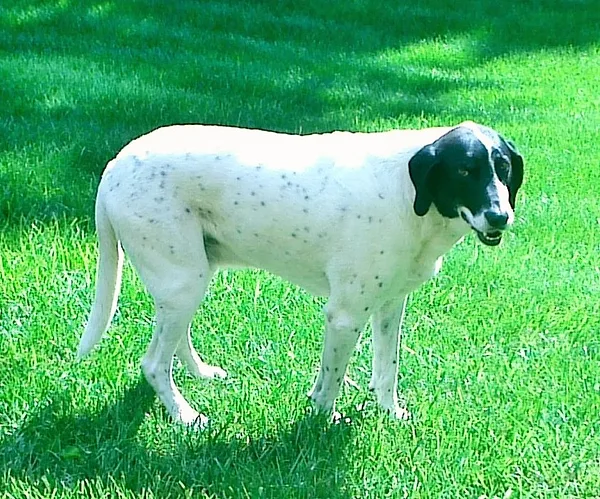 A American Foxhound
