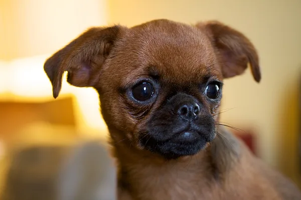 Brussels Griffon