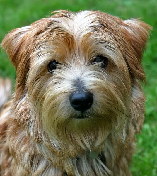 A Norfolk Terrier