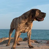 Perro de Presa Canario, picture 1 of 9