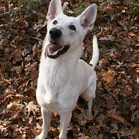 German Shepherd Dog