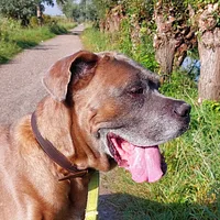 Cane Corso