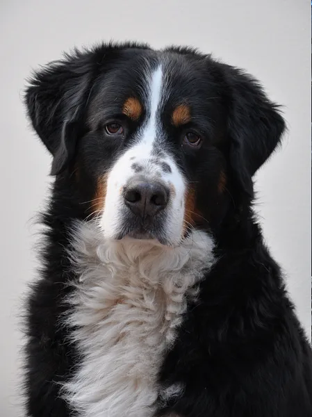 A Bernese Mountain Dog