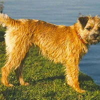 A Border Terrier dog