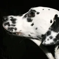Dalmatian