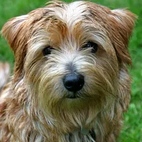Norfolk Terrier, picture 1 of 10