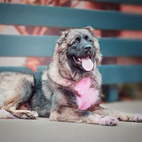 Caucasian Shepherd Dog