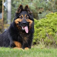 Bohemian Shepherd, picture 3 of 9