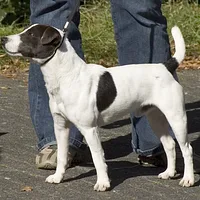 Parson Russell Terrier, picture 3 of 9