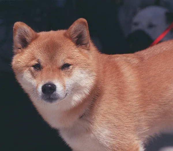 A Shiba Inu
