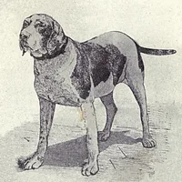 Pointer, picture 8 of 8