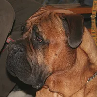 Bullmastiff